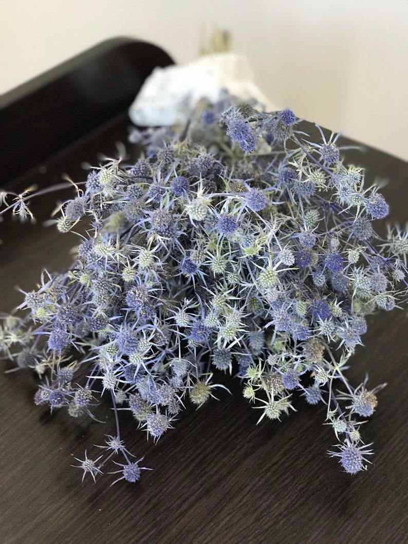 Blue Sea Holly Bunch of Dried Wild Eryngium Dried Blue Etsy Canada