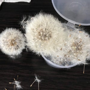 Dried dandelions,  material for decoration, natural material, dandelion, flower material.