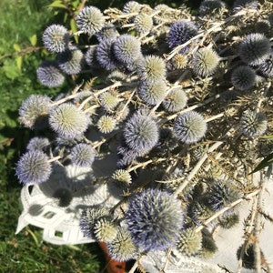 Dried blue flowers, Home Decor, Bunch of pale blue globe thistle, Globe Thistle, pale blue thistle, Bouquet of Dried Blue flowers, Echinops.