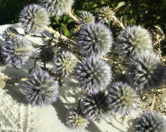 Dried blue flowers, Home Decor, Bunch of pale blue globe thistle, Globe Thistle, pale blue thistle, Bouquet of Dried Blue flowers, Echinops.
