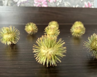 15 burdock blossom