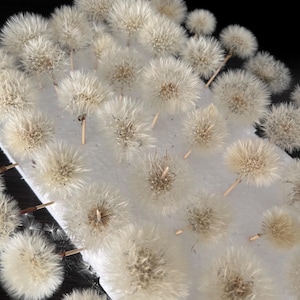 Dried dandelions,  material for decoration, natural material, dandelion, flower material.