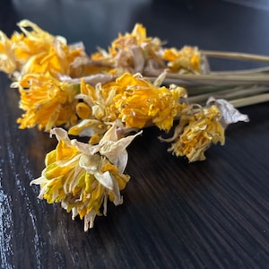 10 Narzissen, trockene Narzissen, Narzissenblüten, gelbe Blumen, Do-it-yourself, Blumen für eine Vase