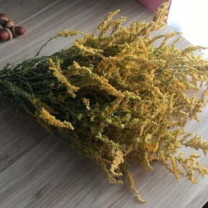 Verga d'oro canadese, fiori gialli, bella decorazione per la cucina, bouquet essiccato, matrimonio giallo.