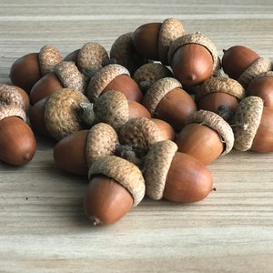 50 Carpathian Dried Acorns, Autumn Christmas Decor, Vase Filler