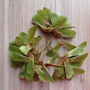200 Dried  Maple helicopters,maple seeds, green decor, maple spouts, primirive decor.