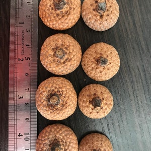 50 Dried Acorns Cap, Dried Acorns, Acorns with Caps, Dried Decor, wooden decor.