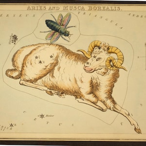 May include: Antique illustration of the Aries constellation, featuring a ram with curved horns and star patterns. A detailed drawing of a beetle is above the ram. The text "ARIES AND MUSCA BOREALIS" is at the top.