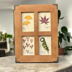 Pressed Flower Herbarium Art: Framed Botanical Wall Decor, Gingko, Maple & Fern