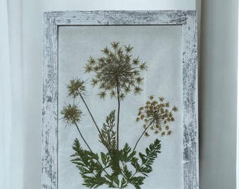 Pressed Flower Art: Queen Anne's Lace Herbarium, Botanical Wall Decor