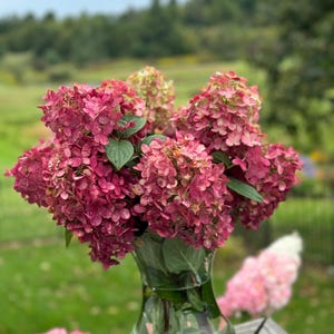 May include: A clear glass vase filled with a large bouquet of vibrant pink and deep magenta hydrangea flowers. The stems are visible through the glass, and the lush, clustered blooms feature small, delicate petals with green leaves.