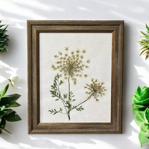 Pressed Flower Art: Queen Anne&#39;s Lace Herbarium, Botanical Wall Decor