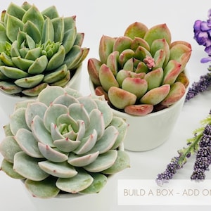 Build A Box - Add On: (ONE) 2.5&quot; Succulent - White Ceramic Pot - Succulent Pot (Not for Individual Sale)