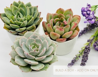 Build A Box - Add On: (ONE) 2.5&quot; Succulent - White Ceramic Pot - Succulent Pot (Not for Individual Sale)
