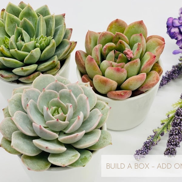 Build A Box - Add On: (ONE) 2.5" Succulent - White Ceramic Pot - Succulent Pot (Not for Individual Sale)