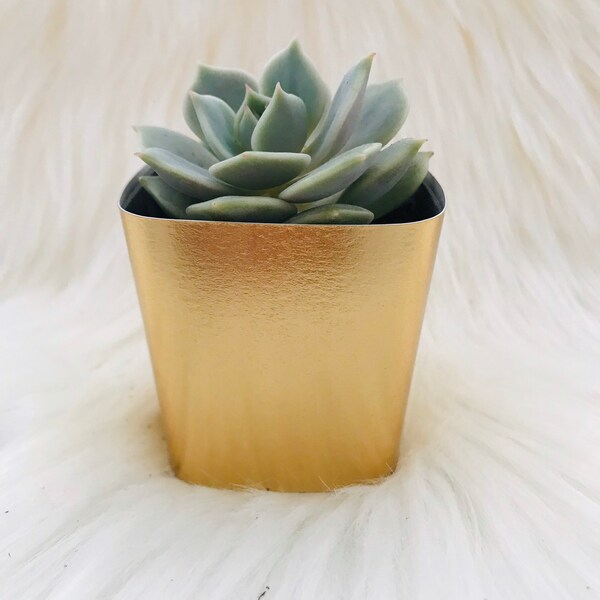 Succulent Wrap - Succulent Favors - Wedding Succulent Favors - Succulent Wedding Favors - Party Favors - Wedding Favors - WRAP ONLY