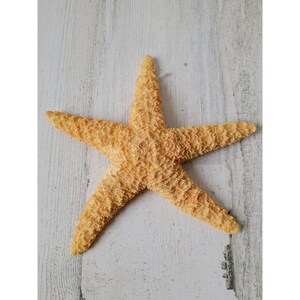 Realistic starfish sea creature ocean ornament Xmas decor
