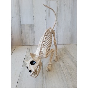 May include: A white plastic cat skeleton with a long tail. The skeleton is posed in a sitting position with its head tilted down. The skeleton has black eyes.