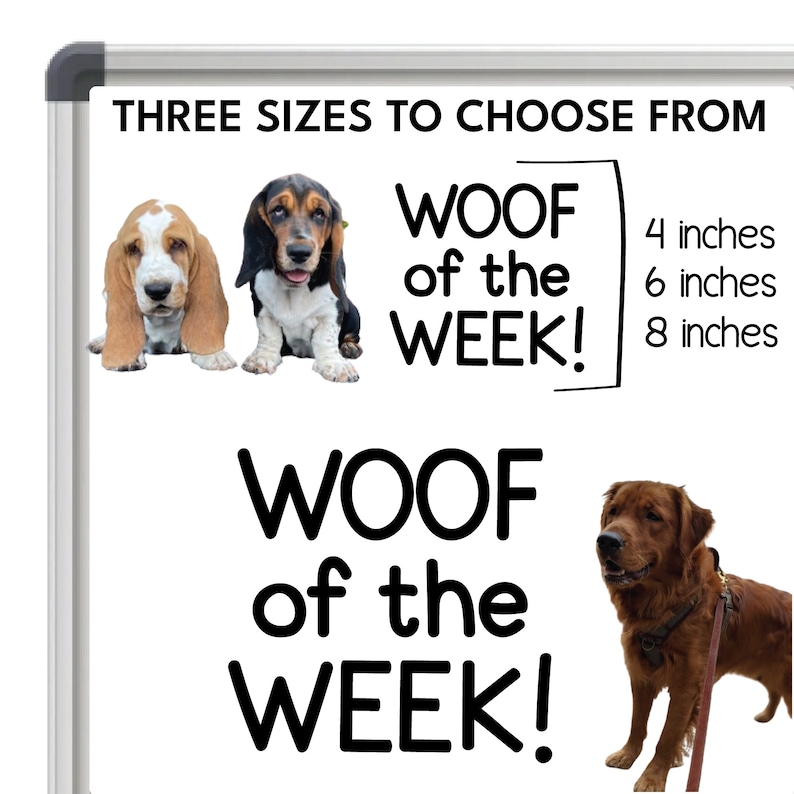 Peut inclure: Un tableau blanc avec le texte "WOOF of the WEEK!" en noir. Trois tailles sont indiqu&eacute;es&nbsp;: 4 pouces, 6 pouces et 8 pouces. Il y a trois photos de chiens, deux bassets et un golden retriever.
