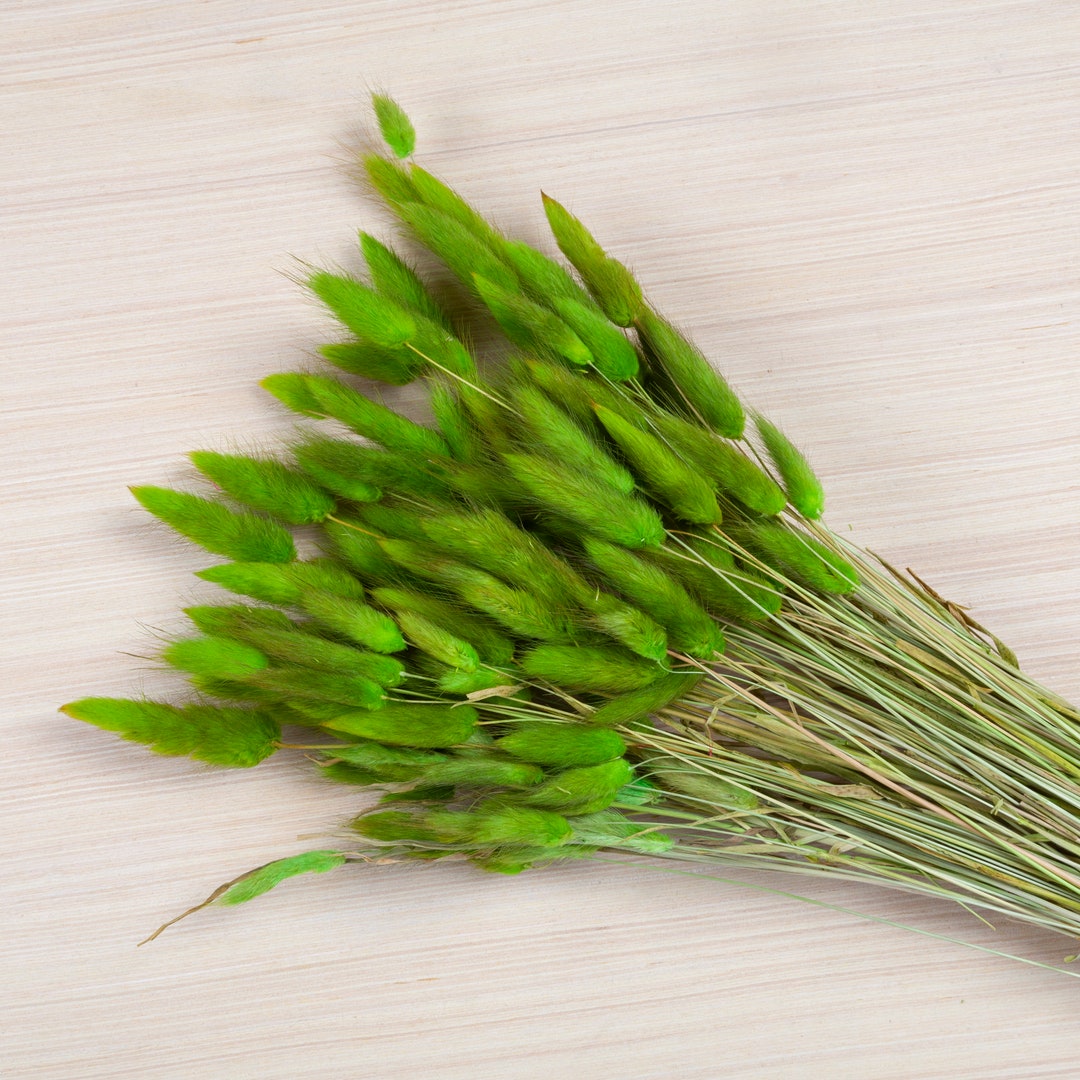 60150 White Bunny Tails Natural Dried Lagurus Pampas Grass Gift Home