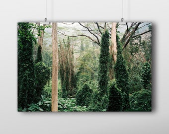 Forêt de la jungle à Hawaï affiche de photographie de film | Téléchargement numérique, art mural imprimable