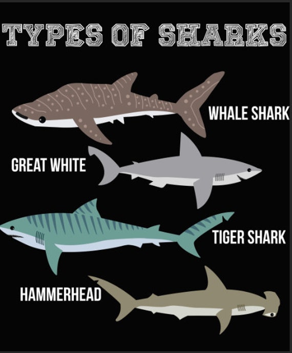 Types of Sharks Kids Shark Names Shark Names Png Digital Etsy