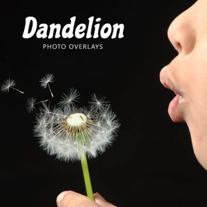 Dandelion Overlays, Blowing Dandi Seeds