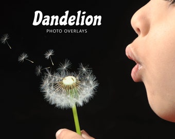 Dandelion Overlays, Blowing Dandi Seeds