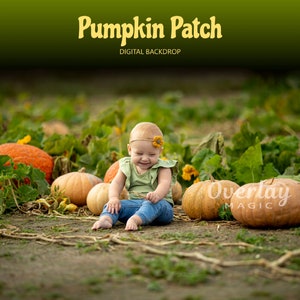 Pumpkin Patch Digital Backdrop for Photoshop