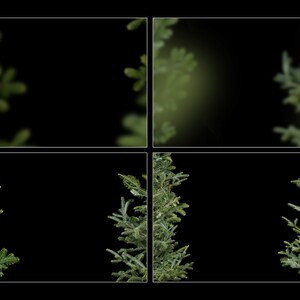 25 Pine Tree Branch Overlays, Christmas Tree Shoot Throughs image 6