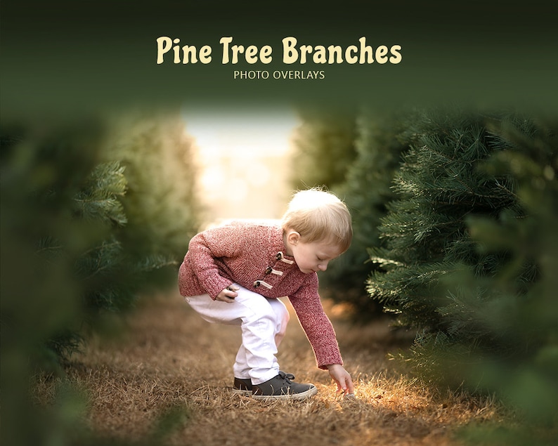 25 Pine Tree Branch Overlays, Christmas Tree Shoot Throughs image 1