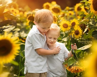 30 Sunflower Overlays and Backdrops
