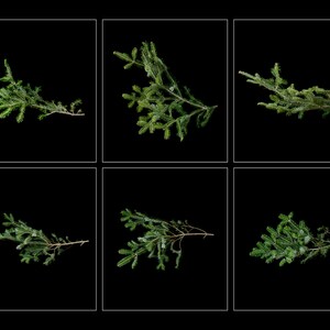 25 Pine Tree Branch Overlays, Christmas Tree Shoot Throughs image 7