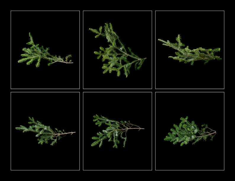 25 Pine Tree Branch Overlays, Christmas Tree Shoot Throughs image 7