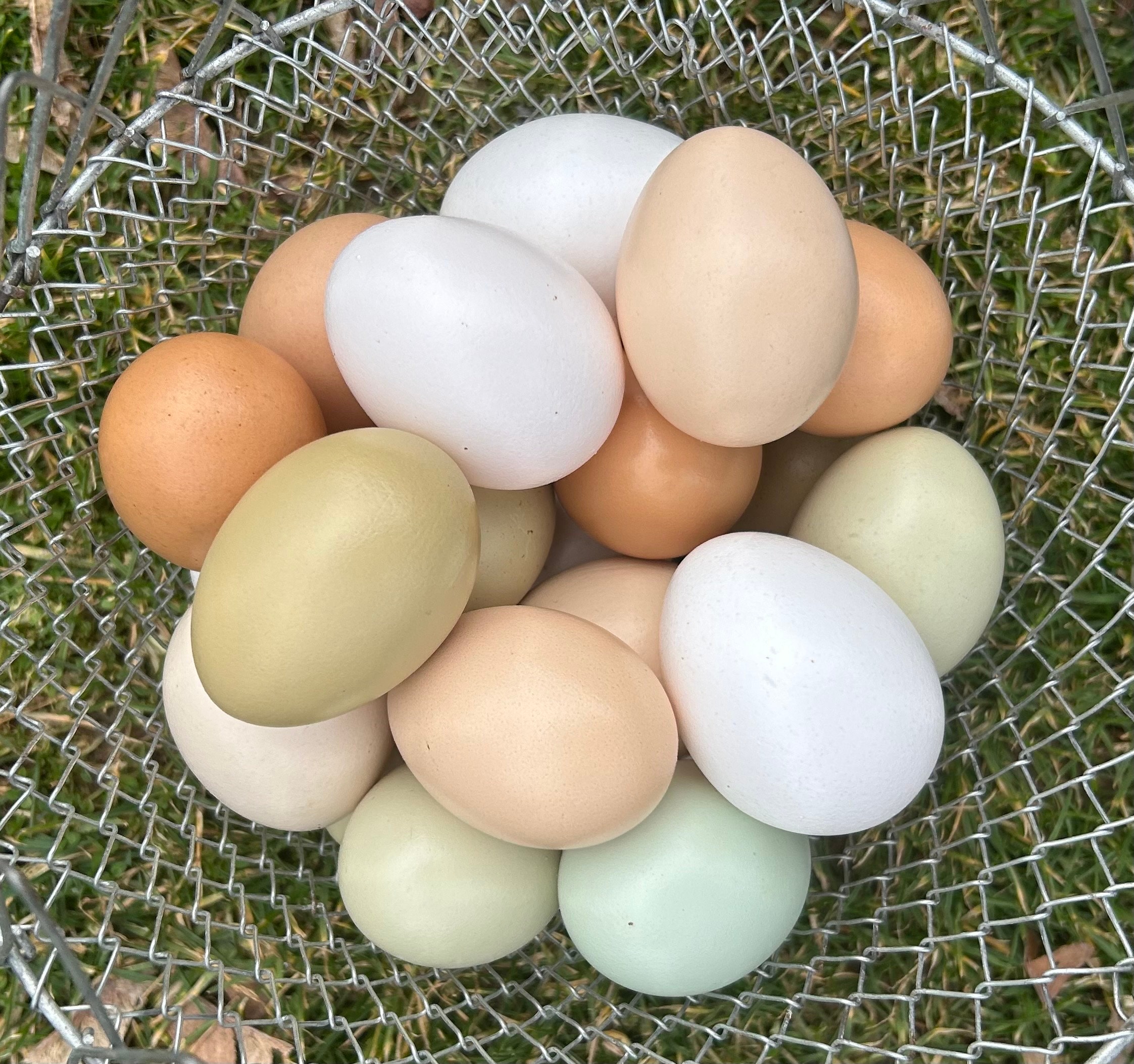 2 Dozen Farm Fresh Eggs - Rainbow, Blue/Green, Brown, White Eggs