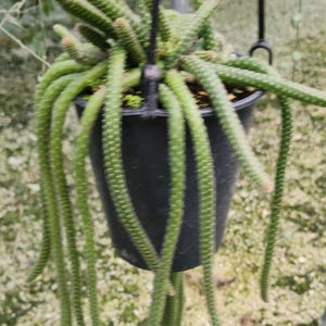 May include: A hanging potted plant with long, trailing stems. The stems are green with small, evenly spaced protrusions. The tips of the stems have a reddish hue. The plant is in a black plastic pot suspended by a black hook.