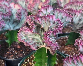 Euphorbia lactea Cristata Grafted 1 Gal growers pot