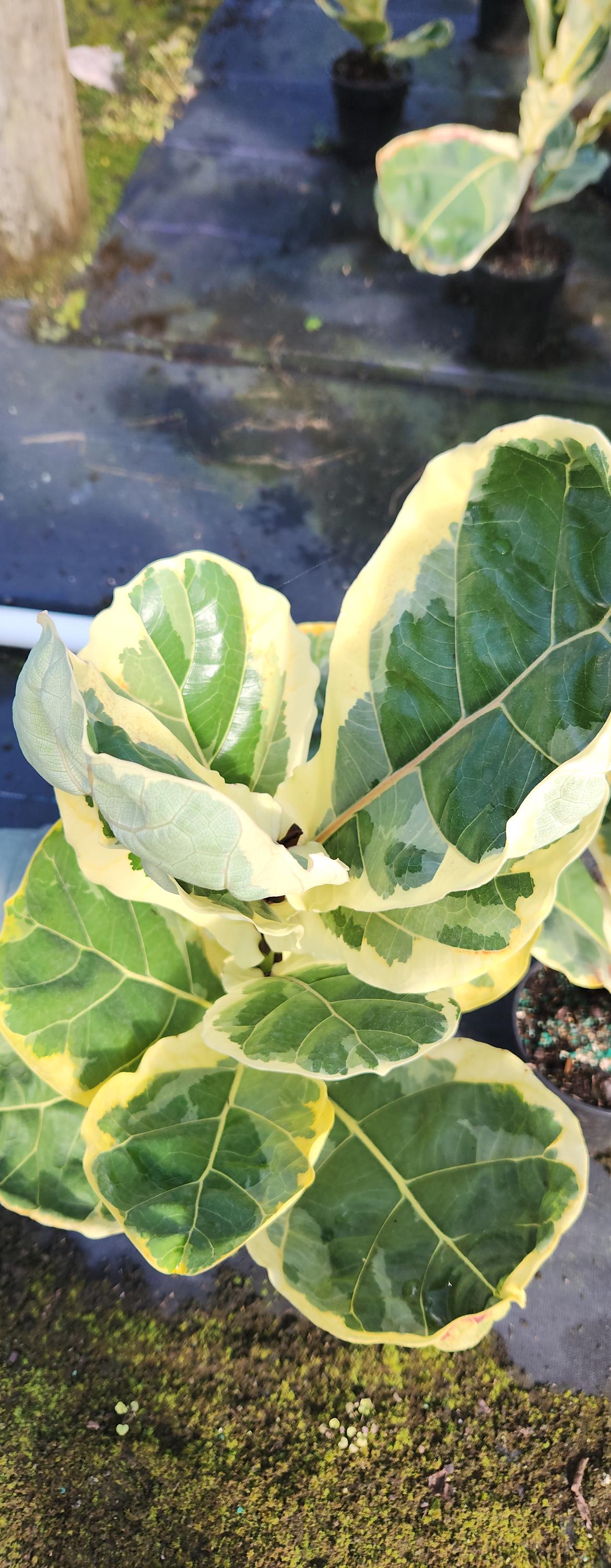 Rare Variegated Ficus Lyrata 1 Gal Growers Pot - Etsy