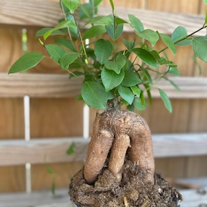 Ficus Microcarpa Ginseng 6” growers pot