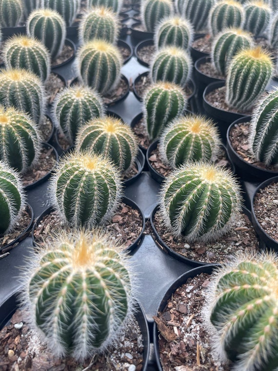 Parodia Magnfica Balloon Cactus - Etsy
