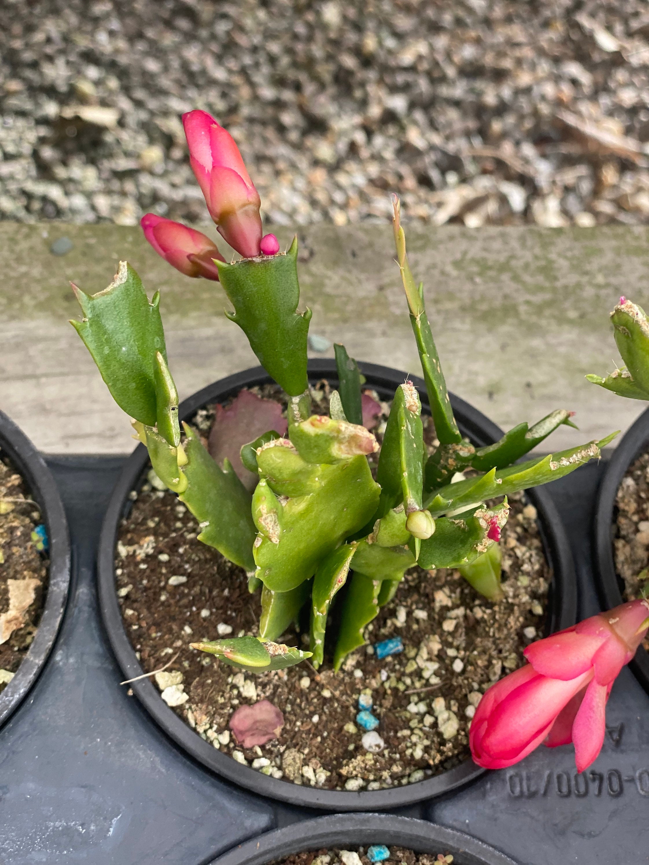 Christmas Cactus | Etsy