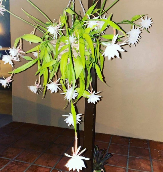 NIGHT-BLOOMING CEREUS Queen of the night