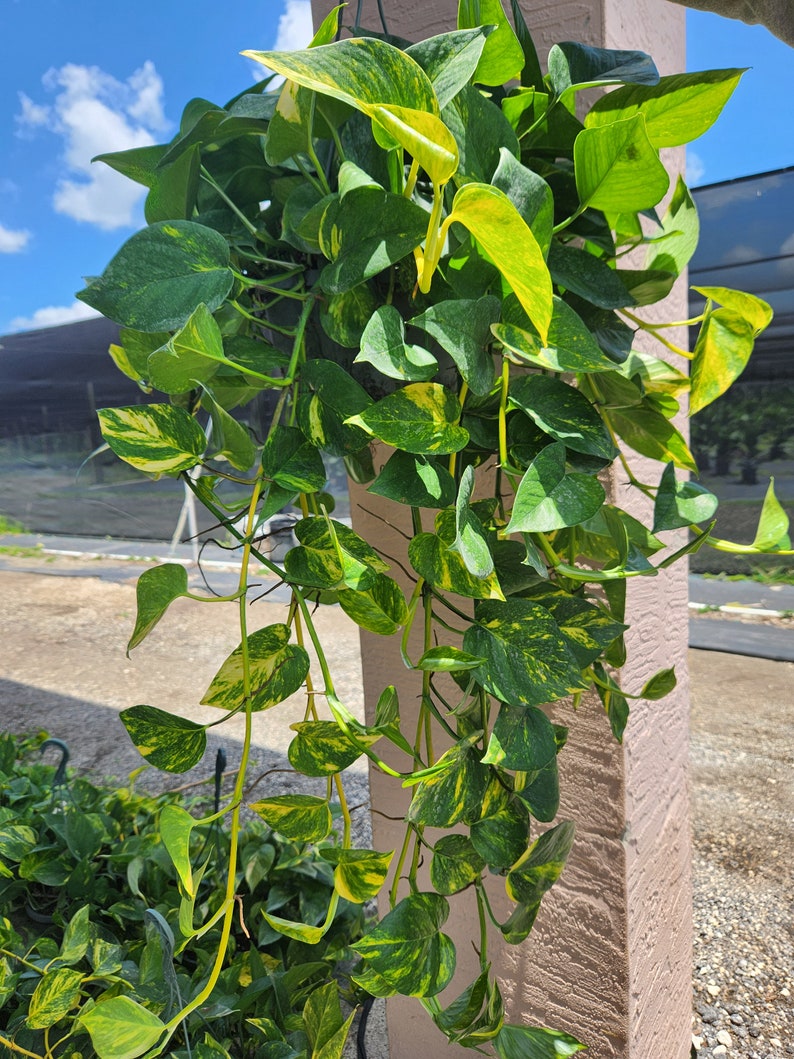 8" Golden Pothos Hanging Basket