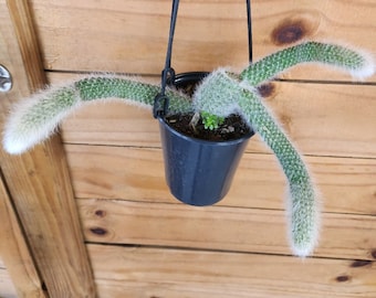 Monkey Tail - Hildewintera Colademononis - Beautiful In Hanging Baskets - Foto 11