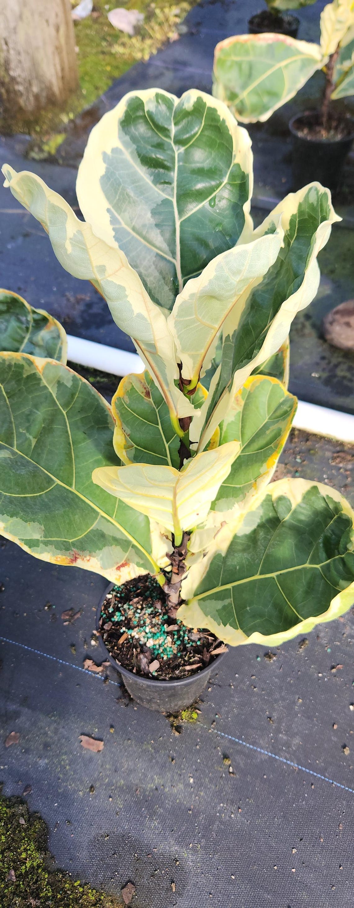 Rare Variegated Ficus Lyrata 1 Gal Growers Pot - Etsy