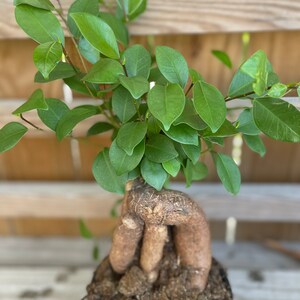 Ficus Microcarpa Ginseng 6 growers pot image 2