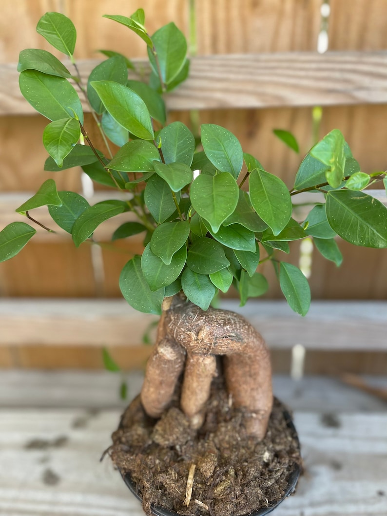 Ficus Microcarpa Ginseng 6 growers pot image 2