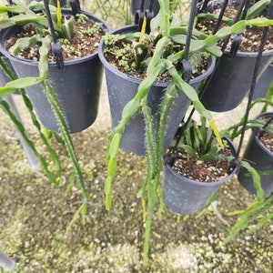 Rhipsalis Paradoxa