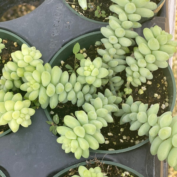 Donkey Tail Succulent, ship in a  4" growers pot live plant