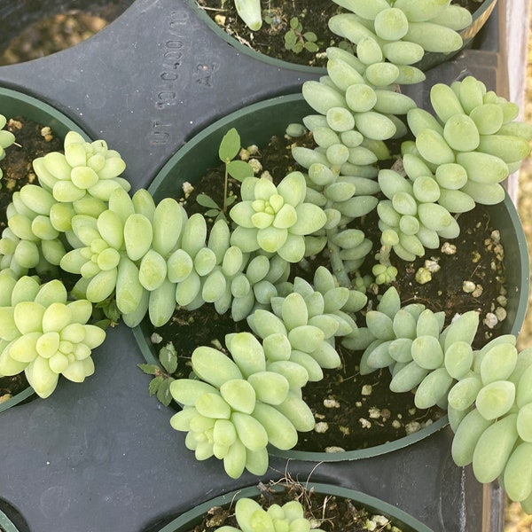 Donkey Tail Succulent, schip in een 4" kweekpot levende plant